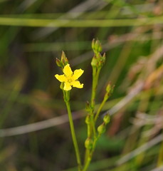 Ornduffia reniformis