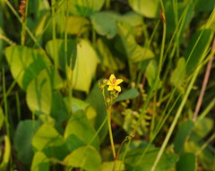 Ornduffia reniformis