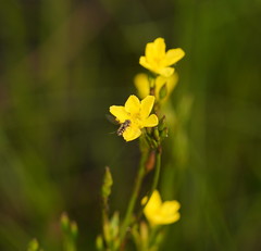 Ornduffia reniformis