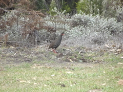 Pternistis afer castaneiventer