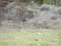 Pternistis afer castaneiventer