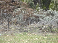 Pternistis afer castaneiventer