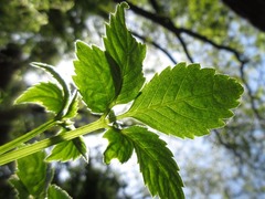 Gynostemma pentaphyllum