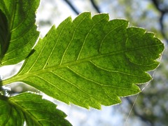 Gynostemma pentaphyllum