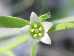 Thesium chinense