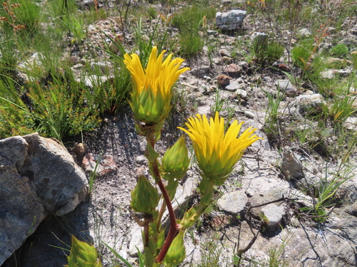 Giant Capethistle (Berkheya armata)