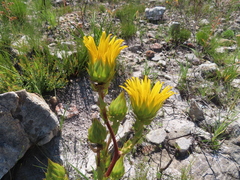 Berkheya armata, photograph (c) linkie, some rights reserved (CC BY)