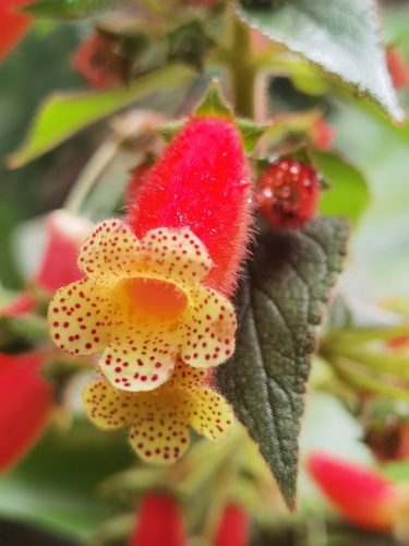 Kohleria bella