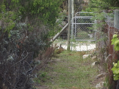 Pternistis afer castaneiventer