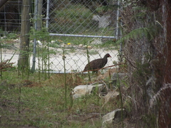 Pternistis afer castaneiventer