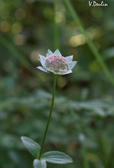 Astrantia maxima