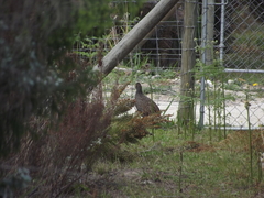 Pternistis afer castaneiventer