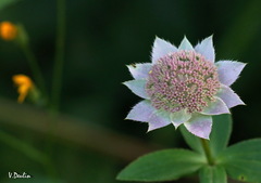 Astrantia maxima
