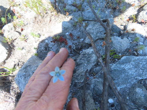 Scallop Capebell (Wahlenbergia cernua)