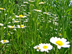 Leucanthemum × superbum