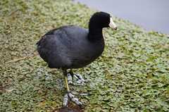 Fulica americana