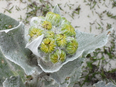 Senecio candidans