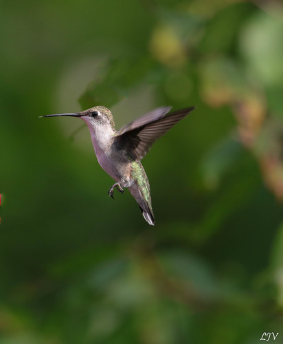 Ruby-throated Hummingbird, photo 9 of 10