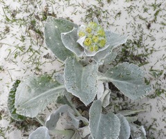 Senecio candidans