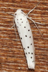 Yponomeuta mahalebella