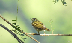 Phylloscopus chloronotus