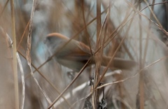 Sinosuthora alphonsiana