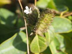 Lepidagathis incurva