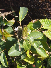 Lepidagathis incurva