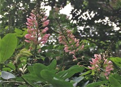 Indigofera jucunda