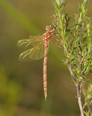 Archaeosynthemis orientalis