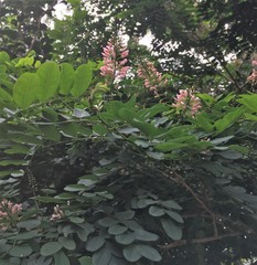 Indigofera jucunda
