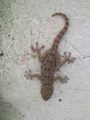 Ptyodactylus puiseuxi