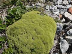 Bolax gummifera