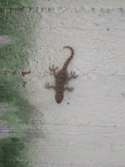 Ptyodactylus puiseuxi