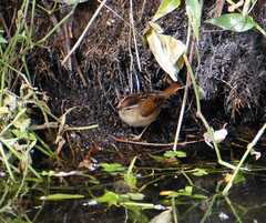 Cistothorus palustris