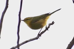 Phylloscopus affinis
