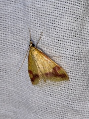 Choristostigma plumbosignalis