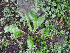 Crepis vesicaria taraxacifolia
