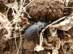 Carabus aeruginosus