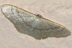 Idaea deversaria