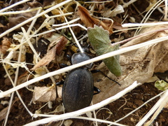 Carabus aeruginosus