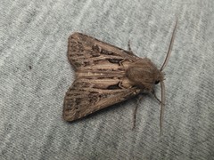 Agrotis gladiaria