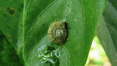 Aegista