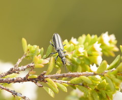 Ischnomera sublineata