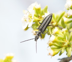 Ischnomera sublineata