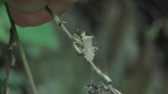 Cletomorpha simulans
