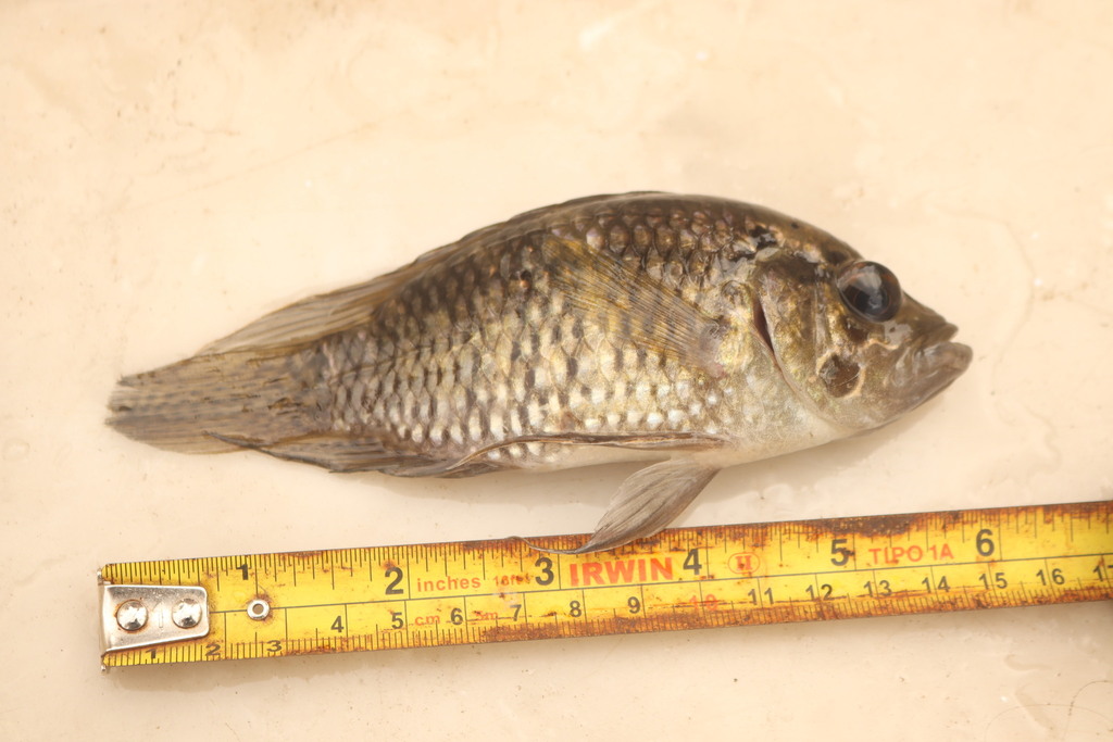 Bigeye cichlid (Acaronia nassa) — Cichlidae