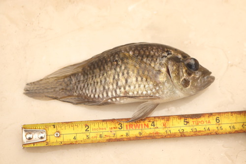 Bigeye cichlid (Acaronia nassa) — Cichlidae