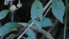 Choreutis basalis
