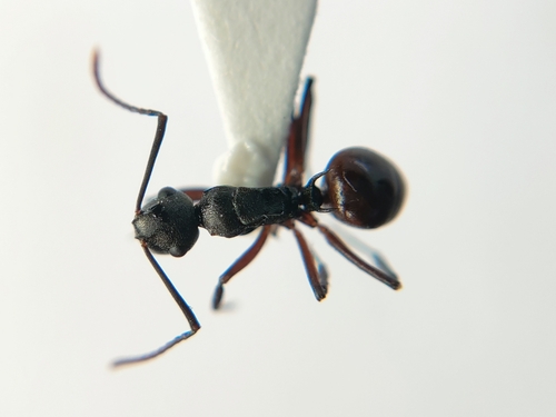 Polyrhachis flavicornisPolyrhachis flavicornis